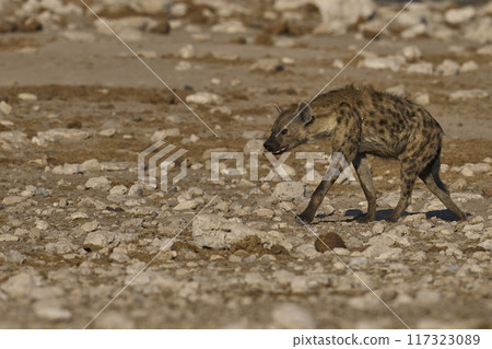 Spotted Hyaena 117323089