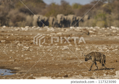 Spotted Hyaena 117323090