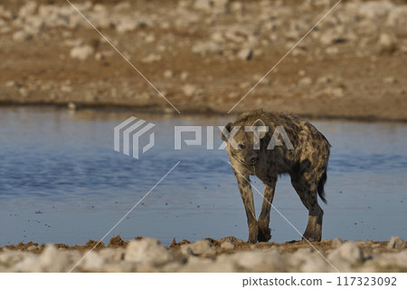 Spotted Hyaena Spotted Hyaena 117323092
