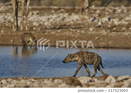 Spotted Hyaena 117323093