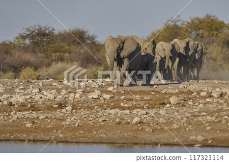 Herd of african elephant Herd of african elephant 117323114
