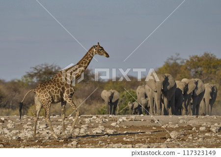 Wildlife at a waterhole Wildlife at a waterhole 117323149