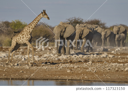 Wildlife at a waterhole Wildlife at a waterhole 117323150