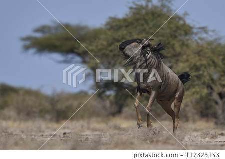 Blue Wildebeest 117323153