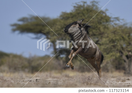 Blue Wildebeest 117323154