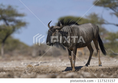 Blue Wildebeest Blue Wildebeest 117323157