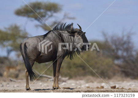 Blue Wildebeest 117323159