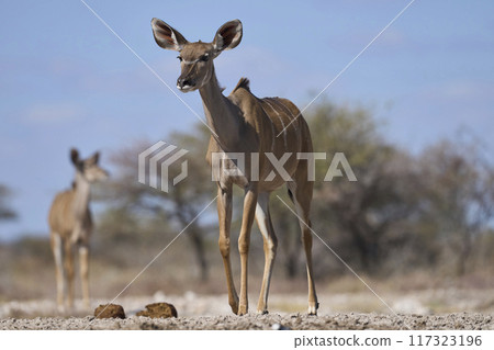 Female Greater Kudu 117323196