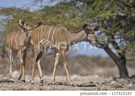 Female Greater Kudu Female Greater Kudu 117323197