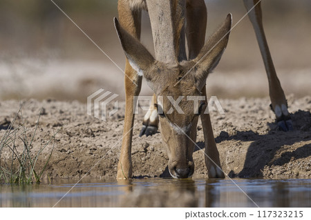 Kudu drinking Kudu drinking 117323215