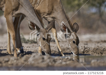 Kudu drinking Kudu drinking 117323216
