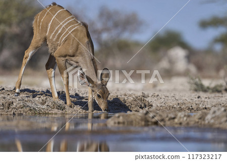 Kudu drinking Kudu drinking 117323217