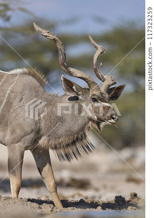 Male Kudu with mud covered horns Male Kudu with mud covered horns 117323259