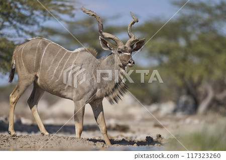 Male Kudu with mud covered horns 117323260