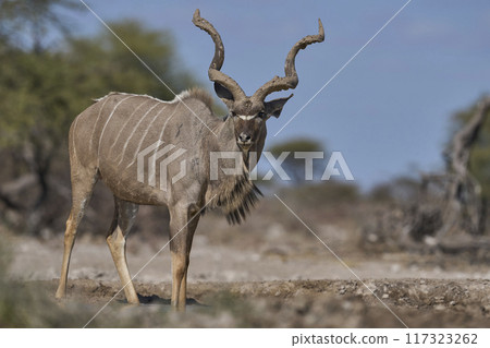 Male Kudu with mud covered horns Male Kudu with mud covered horns 117323262