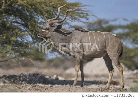 Male Kudu with mud covered horns 117323263