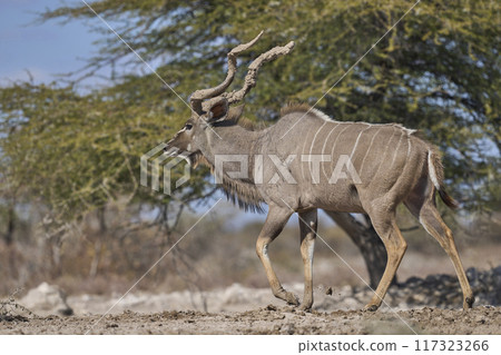 Male Kudu with mud covered horns Male Kudu with mud covered horns 117323266