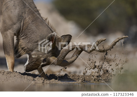 Male Kudu covering its horns in mud 117323346