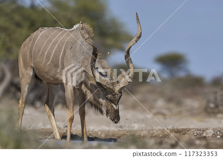 Male Kudu covering its horns in mud 117323353