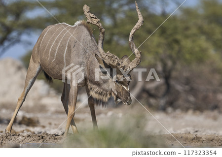 Male Kudu covering its horns in mud Male Kudu covering its horns in mud 117323354