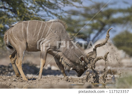 Male Kudu covering its horns in mud 117323357