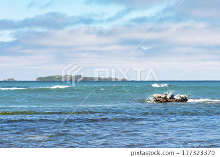 禮文島北部可觀賞野生海豹的海灘 117323370