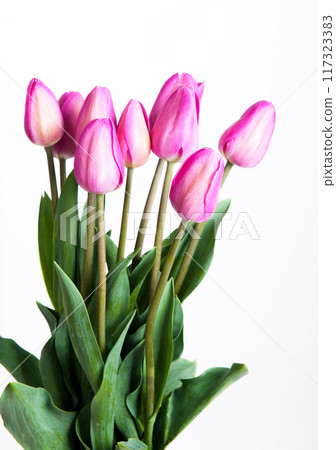 Beautiful colorful tulips Beautiful colorful tulips 117323383