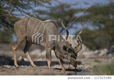 Male Kudu drinking Male Kudu drinking 117323389