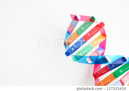 DNA molecule spiral structure model isolated on white background, chromosome and gene chemical science biology. DNA molecule spiral structure model isolated on white background, chromosome and gene chemical science biology. 117323410