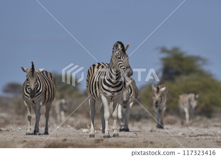 Zebra approaching a waterhole Zebra approaching a waterhole 117323416