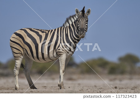 Zebra approaching a waterhole Zebra approaching a waterhole 117323423