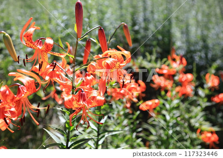 Tiger lily colony Tiger lily colony Tiger lily colony Tiger lily colony 117323446