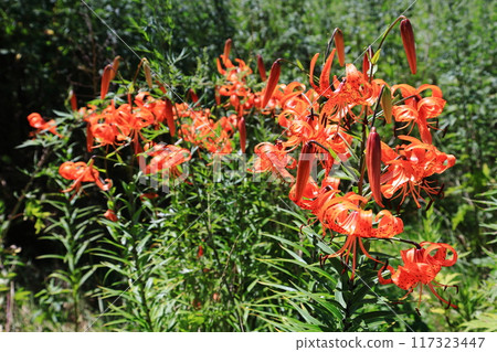 Tiger lily colony Tiger lily colony Tiger lily colony Tiger lily colony 117323447