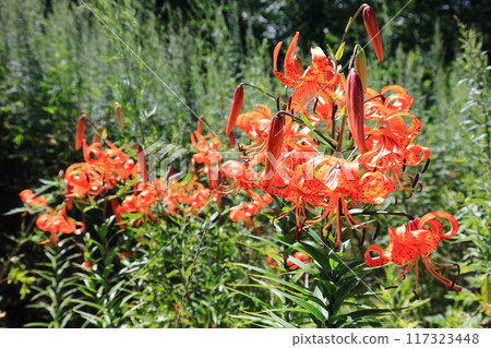 虎百合群 惡魔百合群 117323448