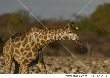 Giraffe drinking at a waterhole 117323491