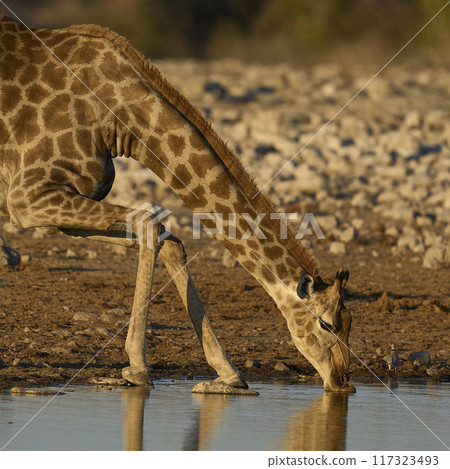 Giraffe drinking at a waterhole 117323493