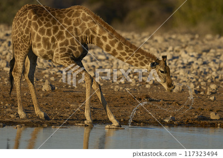 Giraffe drinking at a waterhole 117323494
