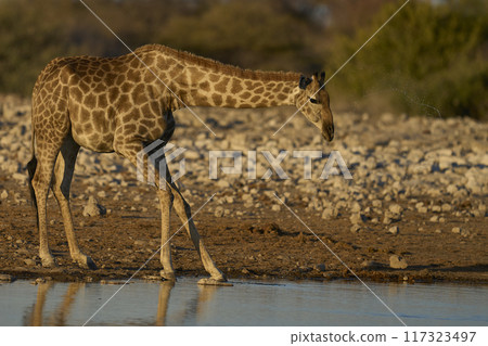 Giraffe drinking at a waterhole 117323497