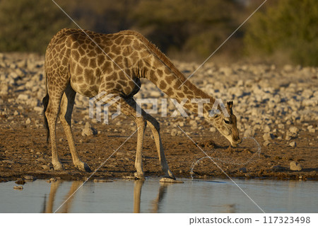 Giraffe drinking at a waterhole 117323498