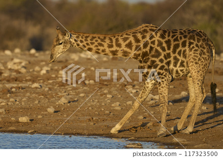 Giraffe drinking at a waterhole 117323500