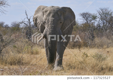Bull elephant Bull elephant 117323527
