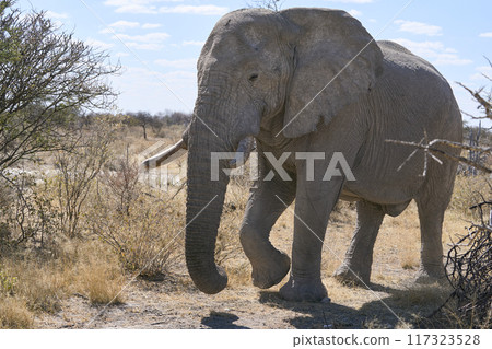 Bull elephant Bull elephant 117323528