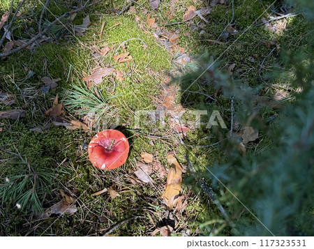 A red milk cap mushroom grows in the forest on moss. 117323531