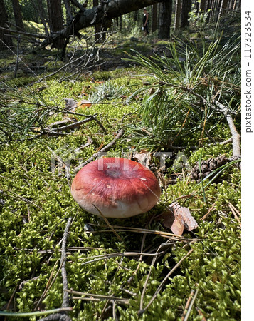 A large red milk cap mushroom. It grows in the forest on moss. Close-up. 117323534