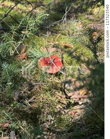 A red milk cap mushroom grows in the forest on moss.\ A red milk cap mushroom grows in the forest on moss.\ 117323540