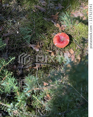 A large red milk cap mushroom. It grows in the forest on moss. Shot from above. Close-up. 117323541