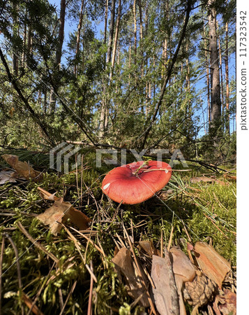 A red milk cap mushroom grows in the forest on moss. Shot at ground level. A red milk cap mushroom grows in the forest on moss. Shot at ground level. 117323542