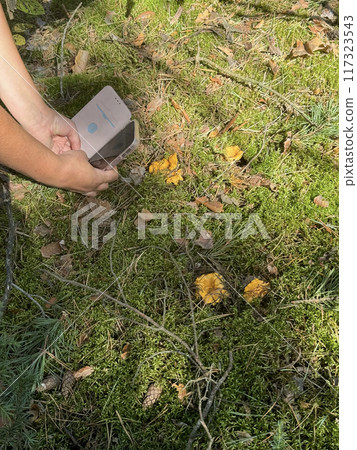 A woman is photographing mushrooms in the forest. Large chanterelles are growing in the moss. A woman is photographing mushrooms in the forest. Large chanterelles are growing in the moss. 117323543