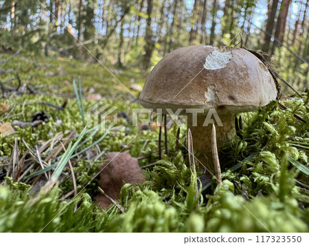 Bitter bolete. Grows in the forest. Shot at ground level. Close-up. Bitter bolete. Grows in the forest. Shot at ground level. Close-up. 117323550