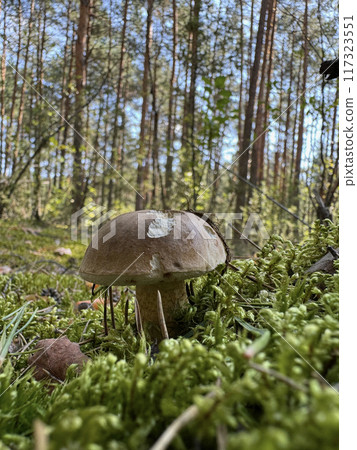 Bitter bolete. Grows in the forest. Shot at ground level. Close-up. Vertical shot. Bitter bolete. Grows in the forest. Shot at ground level. Close-up. Vertical shot. 117323551